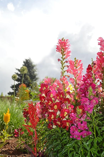 Set of 100 Cut Flower - Mixture Annual Flower Seed Packets - Perfect for Creating Your Dream Garden! - Includes 100 Packets of Cut Flower - Mixture Seeds!