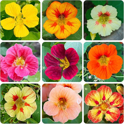 280+ Mix Nasturtium Seeds for Planting-Non-GMO Heirloom Plant Seeds Garden Outdoor