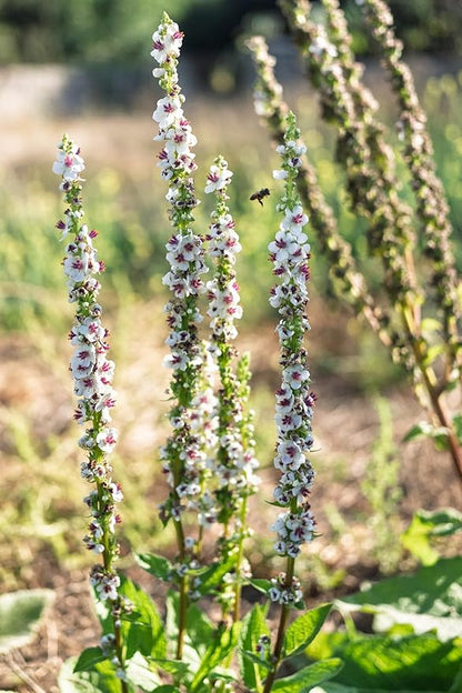 Plant Good Seed Organic Purple Throated Mullein Seeds for Planting: Medicinal Tea Herb, Pink and White Flowers - 250 Seed Packet