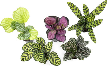 Live Calathea Houseplant (4 Pack), Pet Safe Plants for Cats & Dogs, Makoyana, Rattlesnake, Roseopicta, Air Purifying Indoor Plant Mix, Freddie, Orbifolia, Prayer Plants, Real Calatheas, 4.25 in. Pots