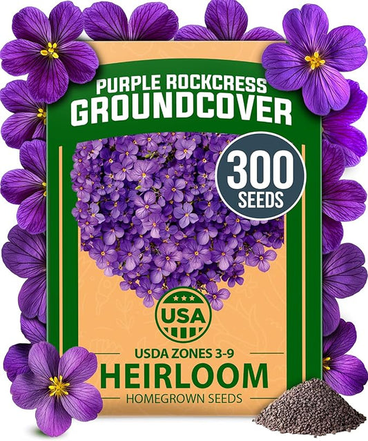 HOME GROWN Aubrieta Rock Cress Purple, Flowering Ground Cover Seed Pack, Non GMO Perennial Cress Seeds for Planting Outdoor Lawn Gardens 300 Aubrieta deltoidea Flower Seeds