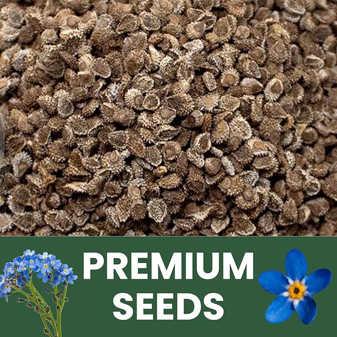 Chinese Forget Me Not – 800 Seeds for Planting – 2026 Season – 5 Grams