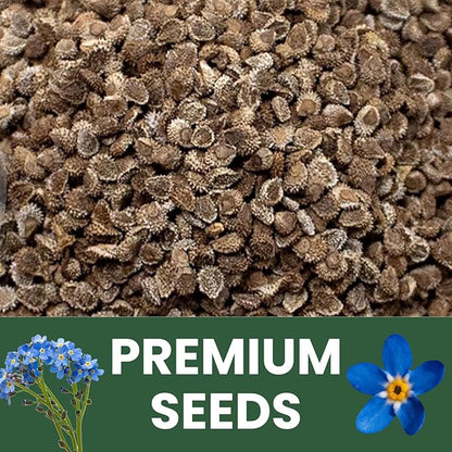 Chinese Forget Me Not – 800 Seeds for Planting – 2026 Season – 5 Grams
