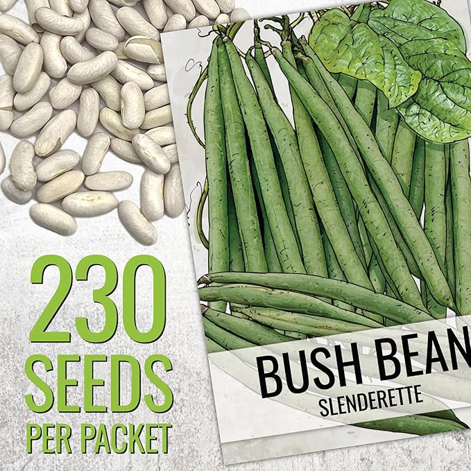 Seed Needs Bush Bean Seeds for Planting Slenderette Beans | 2 Ounce Non-GMO Heirloom & Untreated | Vegetable Seed to Grow an Outdoor Home Grown Veggie Garden | Bulk