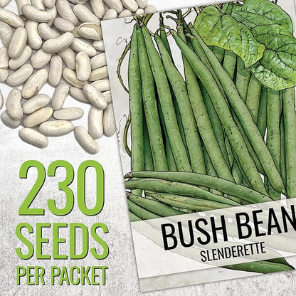 Seed Needs Bush Bean Seeds for Planting Slenderette Beans | 2 Ounce Non-GMO Heirloom & Untreated | Vegetable Seed to Grow an Outdoor Home Grown Veggie Garden | Bulk