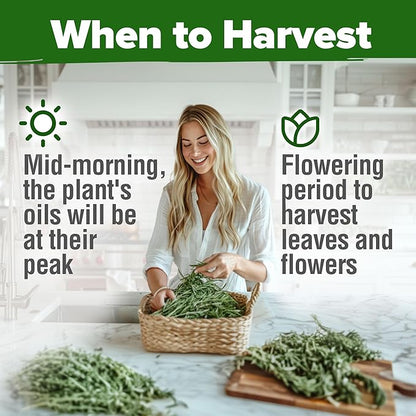 HOME GROWN Non GMO Rosemary Seeds Pack - 150 High Germinating Heirloom Herb Seeds for Planting in Indoor or Outdoor Herb Gardens (Salvia rosmarinus)