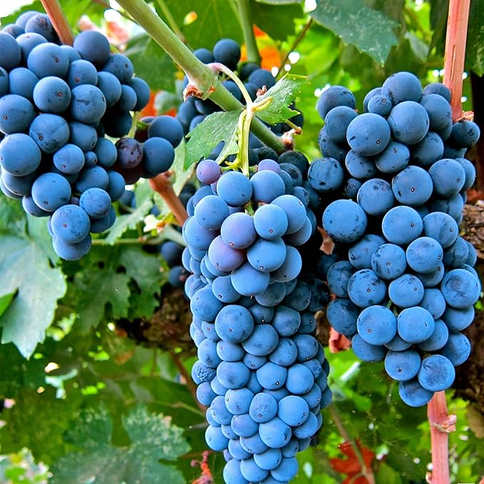 Mix Organic Grape Seeds for Planting Outdoor, 50pcs Perennial Organic Grapes Fruit Seeds Sweet Edible Plants, Non-GMO Heirloom Sweet Juicy Fruits Plants in Your Home Garden