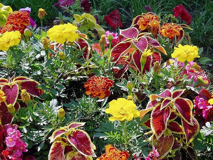 Flower Fertilizer - All Natural Super Bloom Booster (1 Gallon) - Plant Food Suitable for All Flower Types - Bloom Fertilizer for Outdoor Flowers