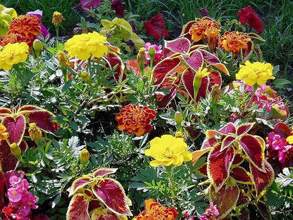 Flower Fertilizer - All Natural Super Bloom Booster (1 Gallon) - Plant Food Suitable for All Flower Types - Bloom Fertilizer for Outdoor Flowers