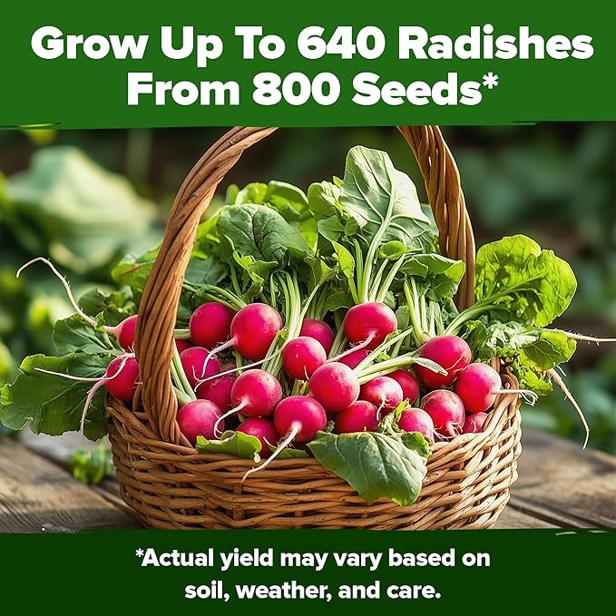 HOME GROWN Non GMO Cherry Belle Radish Seeds 800+ Heirloom Vegetable Seeds for Planting Outdoors Harvest in 30 Days Red Radishes, Spring and Fall Garden(Raphanus Sativus)