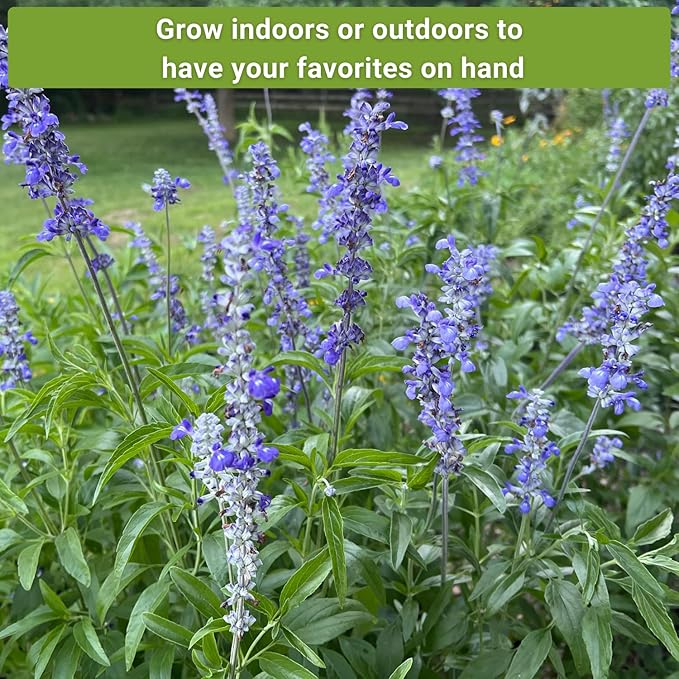 Sow Right Seeds - Sage Seed Collection - Salvia Seeds for Planting Indoors & Outdoors - Common, Blue, Scarlet & White - Non-GMO Heirloom Varieties - Grow Aromatic Herb Garden - Herbal or Culinary Use