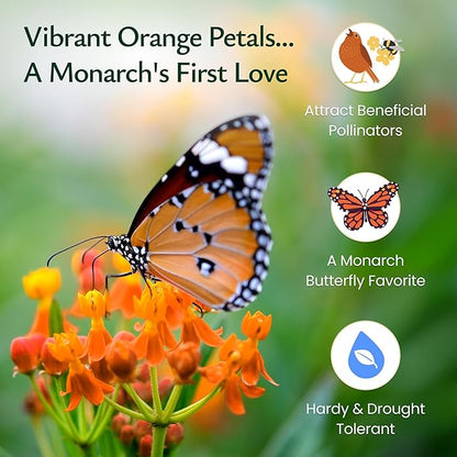 Created By Nature, Butterfly Milkweed Seeds, Orange Wildflowers for Butterfly Garden, Perennial Wildflower for Monarch Butterfly, 300 Perennial Garden Seeds, (Asclepias tuberosa)