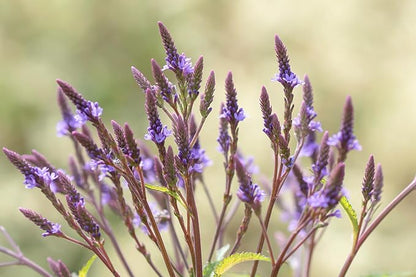 Organic Blue Vervain Seeds (Verbena hastata) 500 Seeds (0.5 Grams) | North America Native Pollinator Plant Seeds - Simpler’s Joy, Swamp Verbena, Swamp Vervain by Smoke Camp Crafts