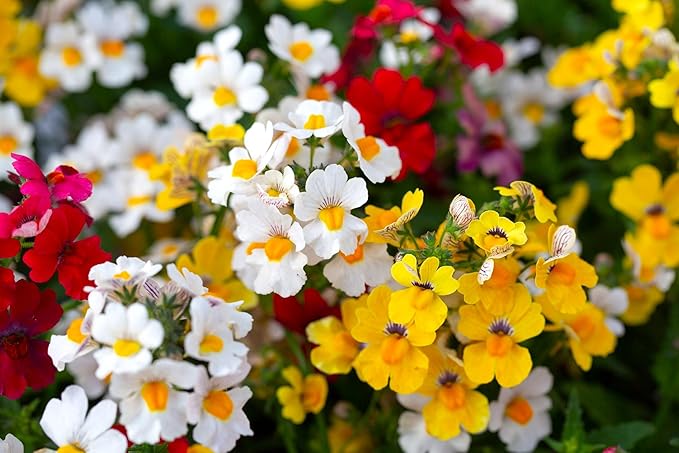 Seeds Nemesia Galaxy Seed Mix 450+ Seeds for Planting Annual Flowers