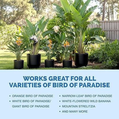 Bird of Paradise Fertilizer for All Strelitzia Plants, Liquid Plant Food 8 oz (250mL)