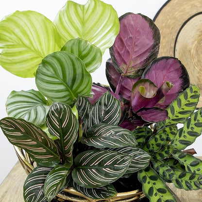 Live Calathea Houseplant (4 Pack), Pet Safe Plants for Cats & Dogs, Makoyana, Rattlesnake, Roseopicta, Air Purifying Indoor Plant Mix, Freddie, Orbifolia, Prayer Plants, Real Calatheas, 4.25 in. Pots