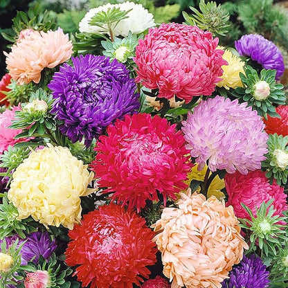 Duchess Aster Mixed Colors Seeds - 1000 Seeds Approximately