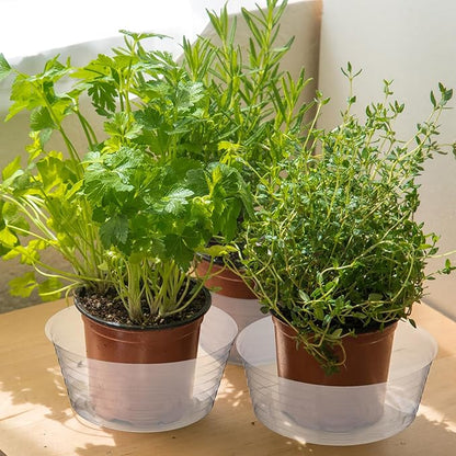 Hoolerry Plastic Plant Saucer Clear Deep Drip Tray Thickened Clear Plant Saucers Trays for Pots Deep Drip Trays for Home Garden Indoor and Outdoor Potted(15 Pcs,8, 10, 12 Inch)