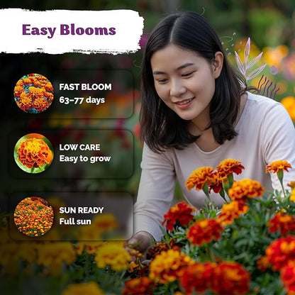 KVITER 500 French Marigold Seeds, Sparky Mix (Tagetes patula) — Marigold Flowers, Heirloom, Non GMO & Organic, Vibrant Yellow & Orange Blooms — Flower Seeds to Plant Outside, Borders, Beds, Container