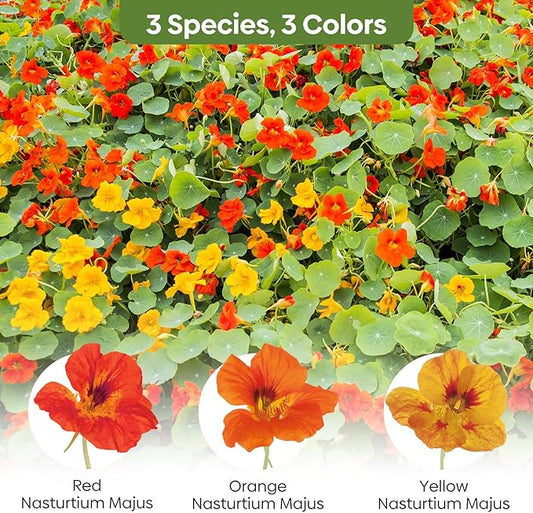 Nasturtium Seeds, 1 Ounce Large Packet 200+ Seeds, Climbing Nasturtium Flower in 3 Colors, Non-GMO | Heirloom | Edible Flower | Attract Pollinators (Orange, Red, Yellow), USDA 2-11