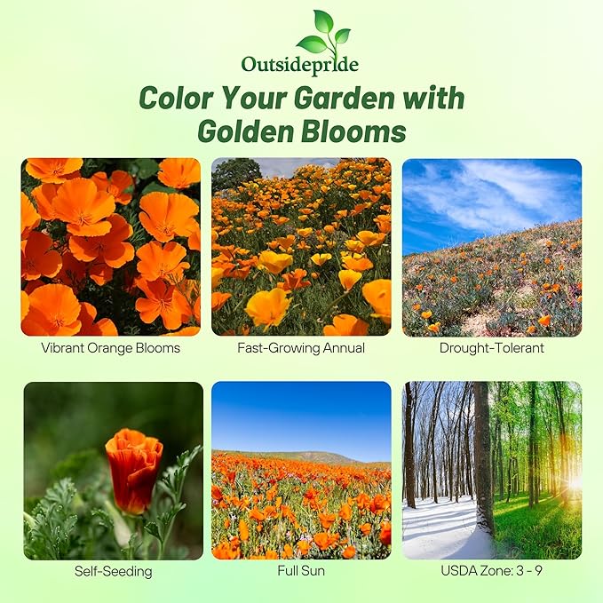 Outsidepride Eschscholzia Orange California Poppy Seeds - 1 lb. Annual, Native, Drought Tolerant Wildflower Seeds w/Vibrant Blooms for Full Sun & Drought-Tolerant Pollinator-Friendly Gardens