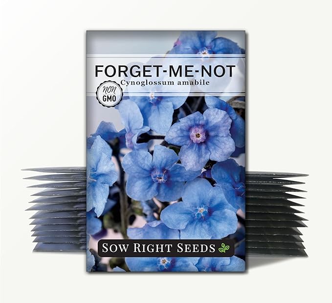 Sow Right Seeds - Forget-Me-Not Flower Seeds for Planting (Cynoglossum amabile) - Non-GMO Heirloom Packet with Instructions - Great to Pair with Cards of Remembrance - Small Blue Memory Blooms (25)