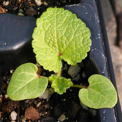Seed Needs, Double Majorette Hollyhock Seeds - 100 Heirloom Seeds for Planting Alcea rosea - Mixed Biennial Flower That Attracts Pollinators to The Garden (5 Packs)