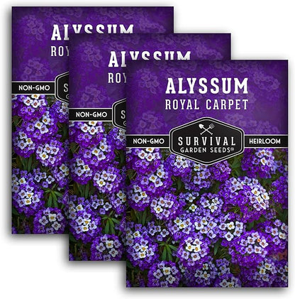 Alyssum Seeds for Planting - Sweet Royal Carpet Purple Alyssum - Fragrant Perennial Flower & Ground Cover - Heirloom Non-GMO - Survival Garden Seeds (3 Packs)