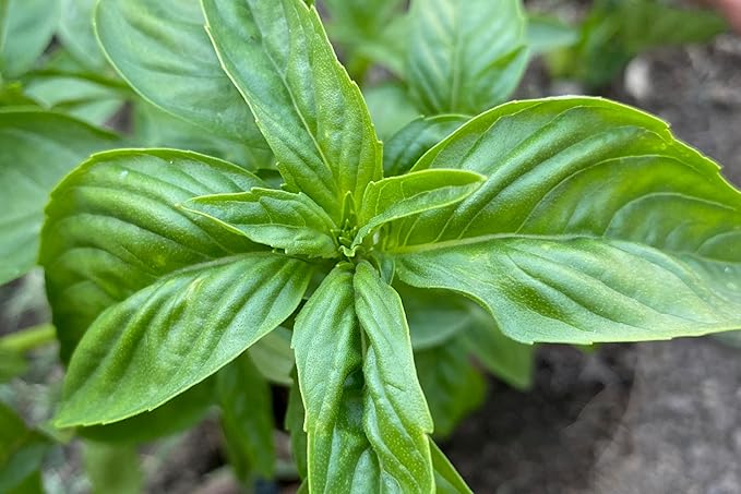 Plant Good Seed Organic Italian Large Leaf Basil Seeds for Planting: Culinary Herb, Green Leaves - 200 Seed Packet