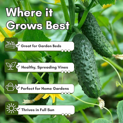 National Pickling Cucumber Seeds for Planting – Heirloom, Non-GMO Pickling Cucumber Seeds for Home Gardens, Crisp Cucumbers for Pickling & Fresh Use, Outdoor Growing | Woods Creek Seeds