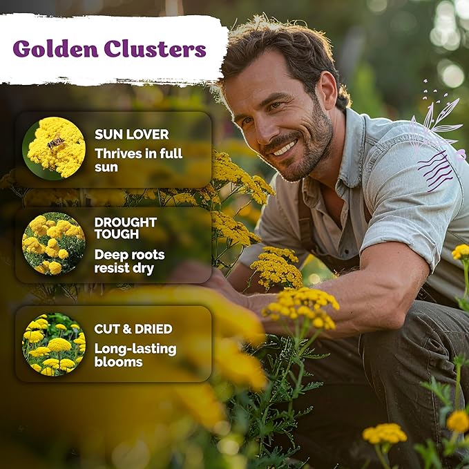 KVITER 7000 Gold Yarrow Seeds (Achillea Filipendulina) — Perennial Flower Seeds to Plant Outside, Heirloom & Organic — Native Wildflower Seed for Herb Garden, Beds, Containers & Meadows