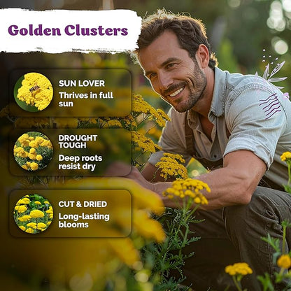 KVITER 7000 Gold Yarrow Seeds (Achillea Filipendulina) — Perennial Flower Seeds to Plant Outside, Heirloom & Organic — Native Wildflower Seed for Herb Garden, Beds, Containers & Meadows