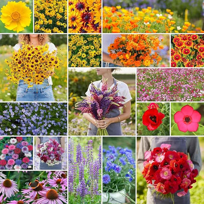 Eden Brothers Burst of Bloom Wildflower Mixed Seeds for Planting, 10 lb, 4,800,000+ Seeds with Cosmos, Black Eyed Susan | Attracts Pollinators, Plant in Spring or Fall, Zones 3, 4, 5, 6, 7, 8, 9, 10