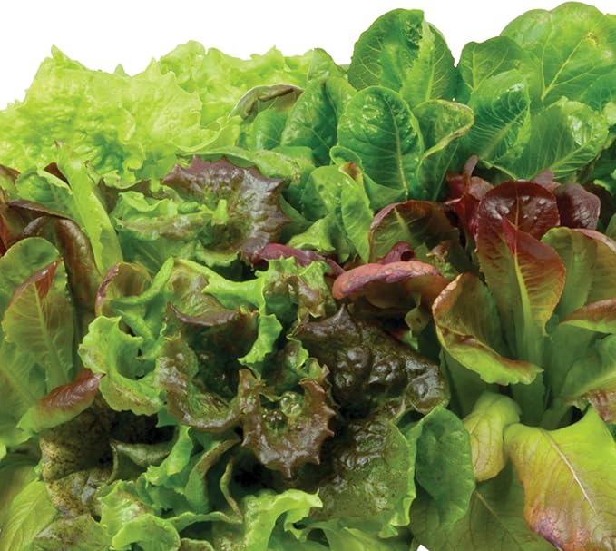 AeroGarden Heirloom Salad Greens Mix Seed Pod Kit - Salad Kit for AeroGarden Indoor Garden, 9-Pod