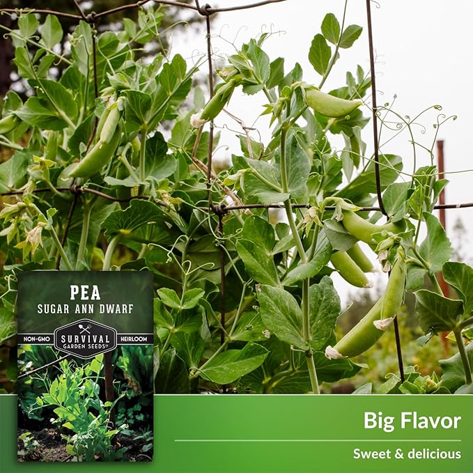 Sugar Ann Dwarf Pea Seeds for Planting - Compact Sugar Snap Peas for Containers and Small Gardens, High Yield Heirloom Open Pollinated Non-GMO - Survival Garden Seeds (2 Pack)