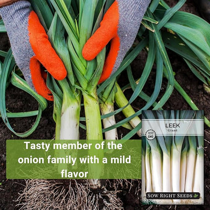 Sow Right Seeds - Giant Leek Seeds for Planting - Non-GMO Heirloom Packet with Instructions to Plant and Grow an Outdoor Home Vegetable Garden - Large Green Chive Onion - Cook Asian Cuisine (1)