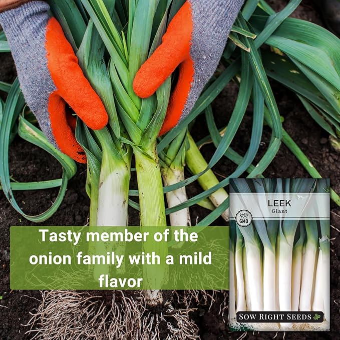 Sow Right Seeds - Giant Leek Seeds for Planting - Non-GMO Heirloom Packet with Instructions to Plant and Grow an Outdoor Home Vegetable Garden - Large Green Chive Onion - Cook Asian Cuisine (4)
