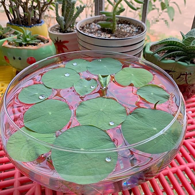 Lotus Bowl Planter Glass Lotus Bowls for Planting in Water Indoors Bonsai Pots No Drainage Hole Hydroponic Aquatic Plants Terrarium Fish Bowl Medium