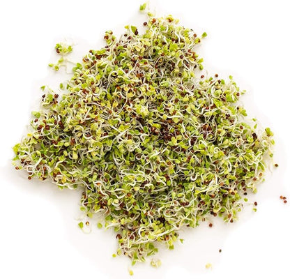 Certified Organic Alfalfa Sprouting Seed- 8 Oz - Handy Pantry Brand - High Sprout Germination- Edible Seeds, Gardening, Hydroponics, Growing Salad Sprouts, Planting, Food Storage & More