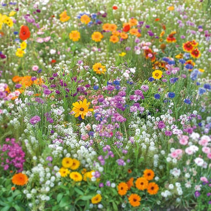 Eden Brothers Flowery Fields Forever Flower Mixed Seeds for Planting, 1 lb, 480,000+ Seeds with Cornflower, Candytuft | Attracts Pollinators, Plant in Spring or Fall, Zones 3, 4, 5, 6, 7, 8, 9, 10