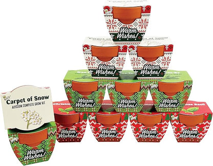 BUZZY Seeds Sweater Pattern Mini Terracotta Pots Grow Kit, 12-Pack Assorted Christmas Basil, Spruce, and Alyssum Seed Packets, Indoor Plant Starter Set, Stocking Stuffers, Party Favors