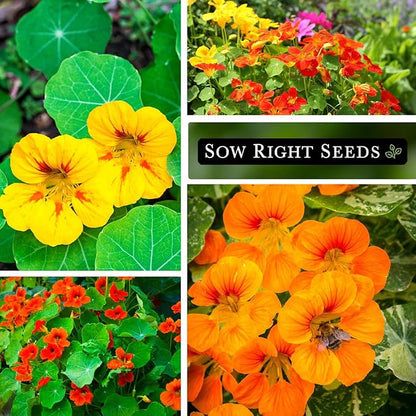 Sow Right Seeds - Bulk Jewel Mix Nasturtium Seeds for Planting - Non-GMO Heirloom Jumbo Pack - Versatile Nasturtiums Seeds for Containers & Borders - Easy-to-Grow Flowers - Ideal for Mass Planting