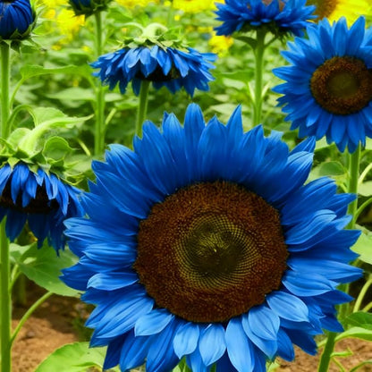 Mix Sunflower Seeds for Planting, 500+pcs Rare Perennial Sunflower Flowers Seeds to Plant, Non-GMO Heirloom Colored Beauty Flowers Plants Attracts Pollinators for Home Garden Outdoors