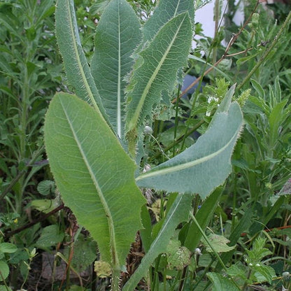 Palm Beach Medicinal Herbs - Wild Lettuce (Lactuca virosa) - Packet of 50 Seeds