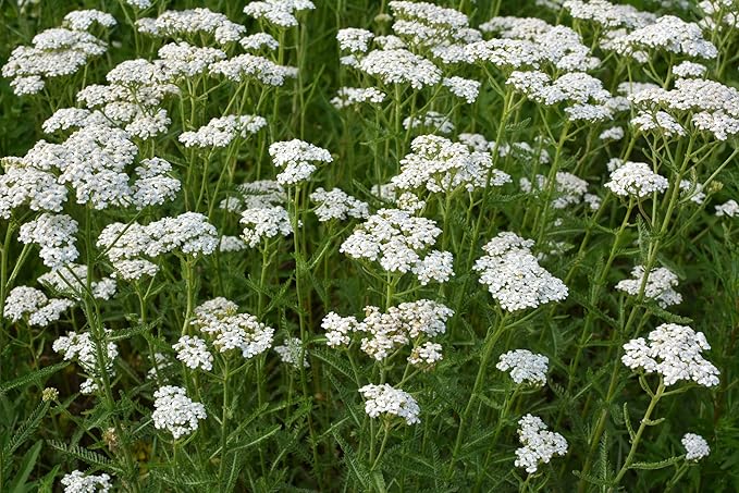 Yarrow White 10,000 Seeds (Achillea millefolium) - Heirloom - Open Pollinated - Native Flower Seeds for Planting - Attracts Pollinators - Drought Tolerant