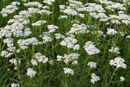 Yarrow White 10,000 Seeds (Achillea millefolium) - Heirloom - Open Pollinated - Native Flower Seeds for Planting - Attracts Pollinators - Drought Tolerant