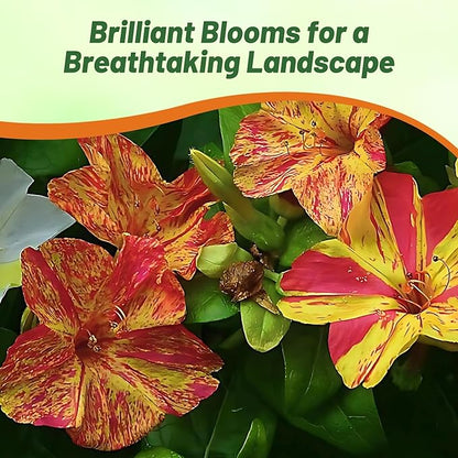 Outsidepride Marbles Yellow Red Four O'clock Flower Seeds - 100 Pcs Perennial Fragrant, Trumpet-Shaped Blooms, Easy to Grow, for Pollinator & Evening Gardens, Containers, Hedges, or Borders