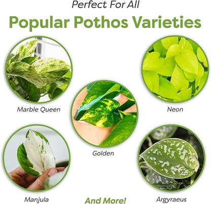 Perfect Plants Organic Pothos Soil | Horticultural Potting Mix for All Indoor Potted Pothos | Grow Healthy houseplants Indoors (4qts.)