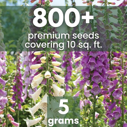 Foxglove Mixed Colors – 800 Seeds for Planting – 2026 Season – 5 Gram Pouch