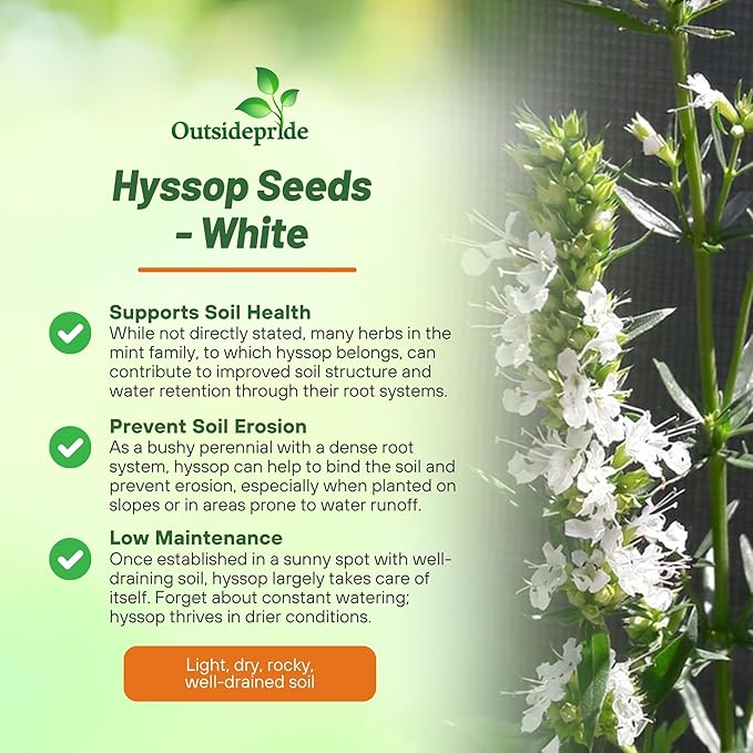 Outsidepride White Hyssop Seeds for Planting - 1000 Pcs Perennial Herb Garden Seeds with Fragrant Blooms Attractive to Pollinators, for Small Gardens, Containers, & Xeriscaping
